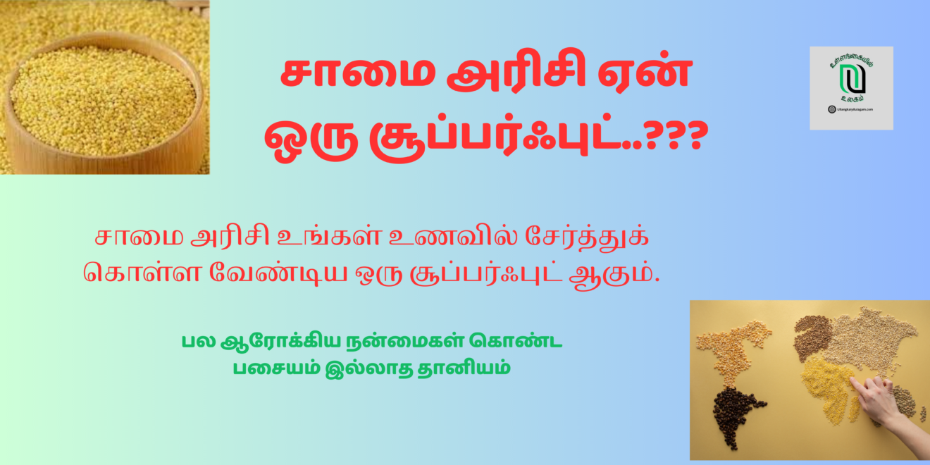 சாமை அரிசி ஏன் ஒரு சூப்பர்ஃபுட்..???சாமை அரிசியின் அற்புதமான ஆரோக்கிய ...